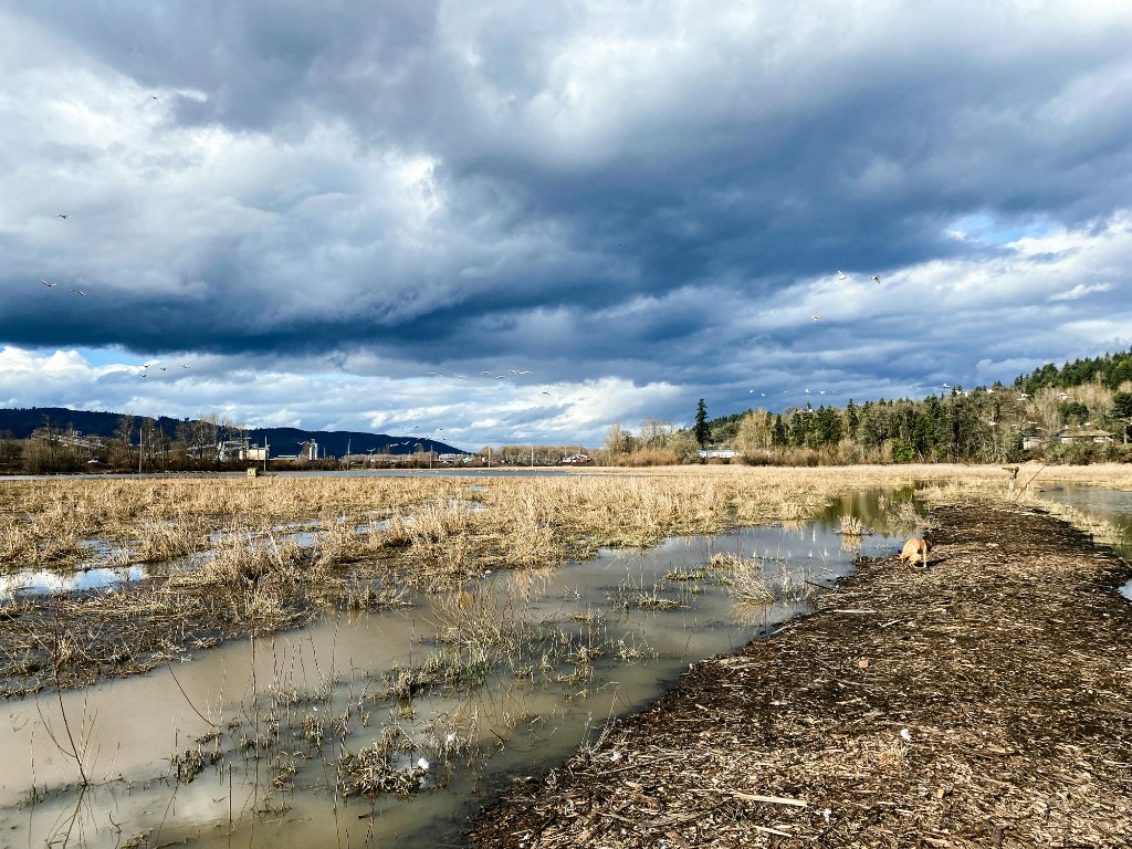 Floodplain wetland assessment area in Western Washington