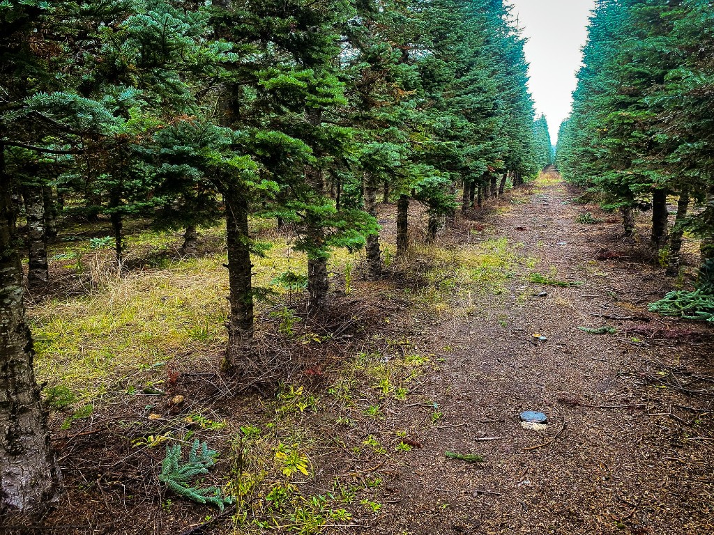 Wetland soil profile from a Western Washington delineation